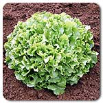 Organic Batavian Broad Escarole, Cichorium endive  .300 grams